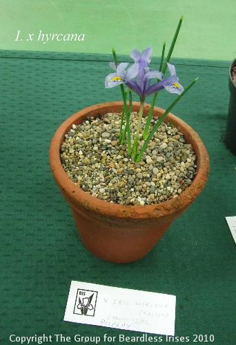 DSCF6484 - I. x hyrcana